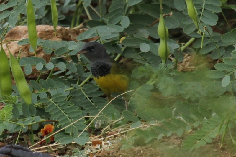 Mourning Warbler 2011_09_17_2811.JPG